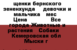 щенки бернского зененхунда. 2 девочки и 2 мальчика(2 мес.) › Цена ­ 22 000 - Все города Животные и растения » Собаки   . Кемеровская обл.,Мыски г.
